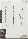 Foto von Salix repens subsp. incubacea (L.) A. Neumann